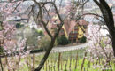 HOTEL LE MANDELBERG (B&B) Mittelwihr