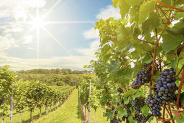 HOTEL LE COLLINE (B&B) San Gimignano (SI)